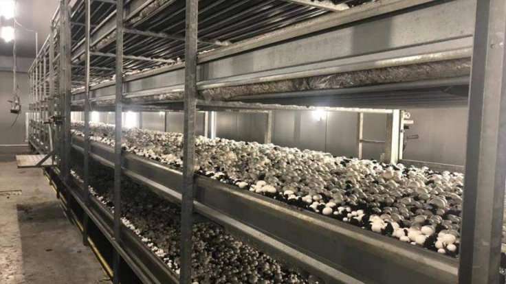 Фабрика по выращиванию грибов шампиньонов